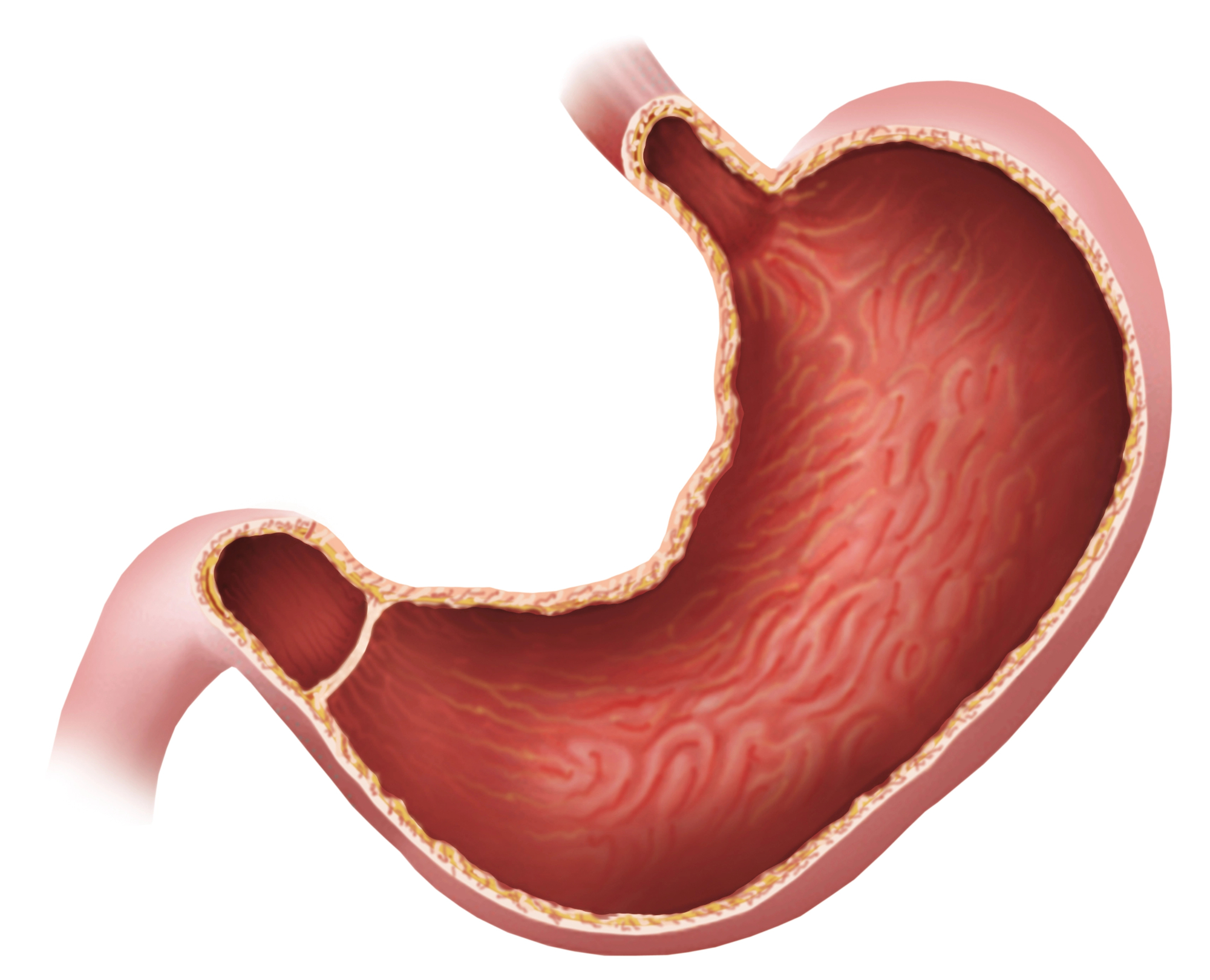 Cenovno je samoplačniška gastroskopija cena sprejemljiva